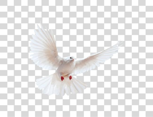 Download White Dove Image Bird Image With Dove Clip Art