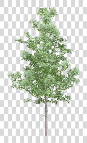 تحميل Tubes Arbres Et Verdures Trees Pinterest Photoshop Trees الى Photoshop بي ان جي ملف