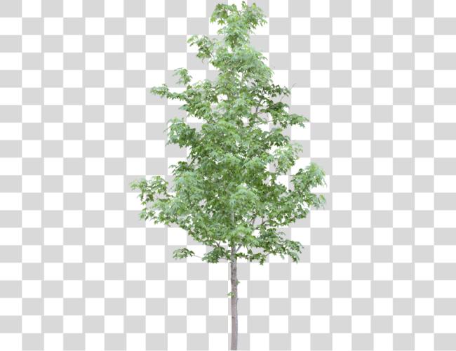 Download Tubes Arbres Et Verdures Trees Pinterest Photoshop Trees para Photoshop Clip arte