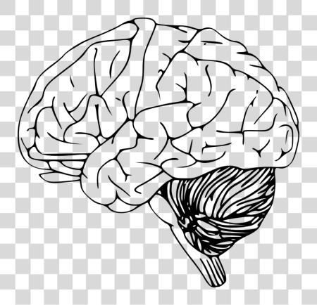 Download Cerebro Desenho Brain PNG file