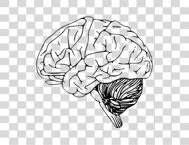 Download Cerebro Desenho Brain Clip Art