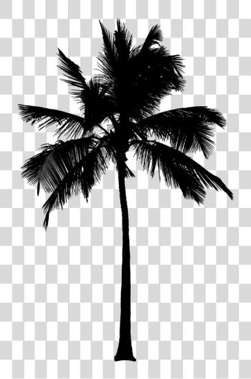 Download 15 Black And White Palm Tree For On Mbtskoudsalg 80s Palm Tree PNG file