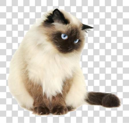 Download Pretty Cats Siamese Cat PNG file