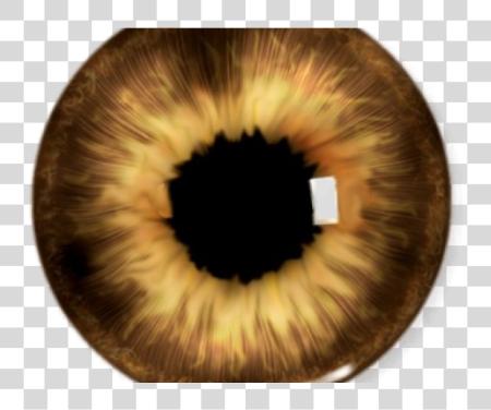 Download Brown Eyes Yellow Eye Picsart Eyes Lenses PNG file