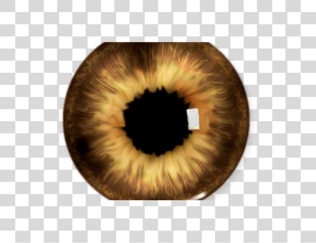 Download Brown Eyes Yellow Eye Picsart Eyes Lenses Clip Art