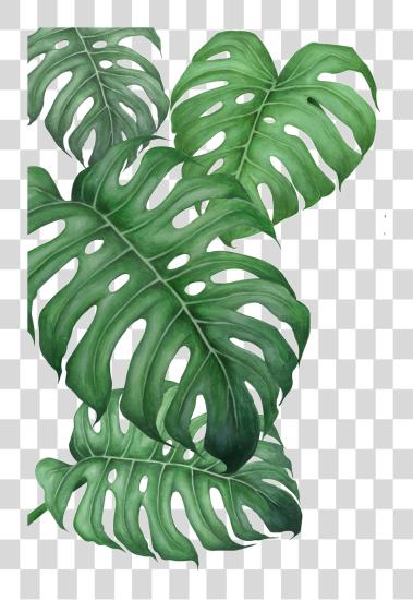 Download Poster Drawing Monstera Leaf Printable PNG file