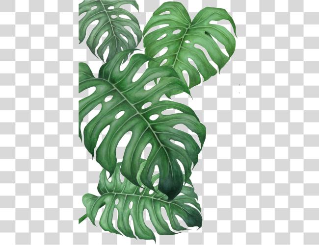 Download Poster Drawing Monstera Leaf Printable Clip Art