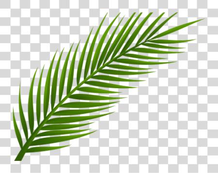 Download Coconut Tree Leaf PNG file