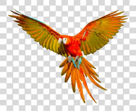 Download loro volando PNG file