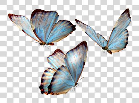 下载 Mariposas Para Photoscape 蝴蝶 PNG file