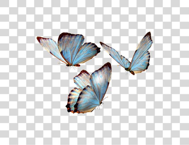 Download Mariposas Para Photoscape mariposa Clip arte