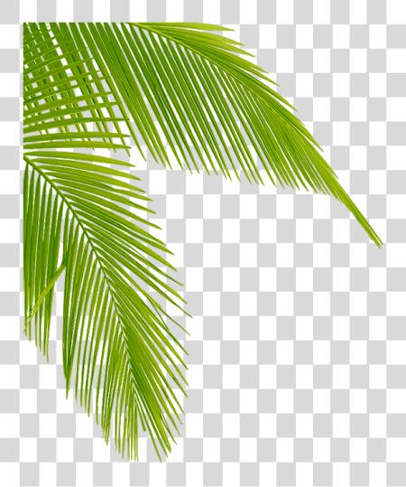 Download Palm Tree Leaves Clipart Leaf Palm Tree Leaf PNG file