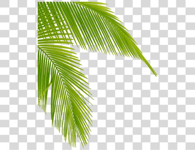 Download Palm Tree Leaves Clipart Leaf Palm Tree Leaf Clip Art