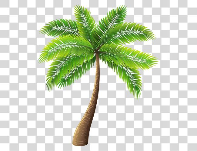 Download Palm Tree Palm Tree Clip arte