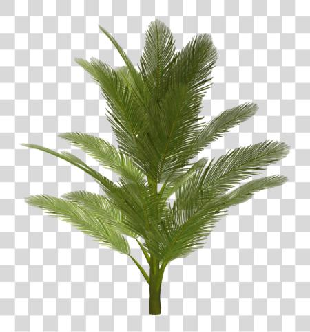 下载 花 Tree PNG file