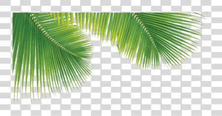 Download Palm Trees Leaves Palm Tree Leaves Pngs PNG file