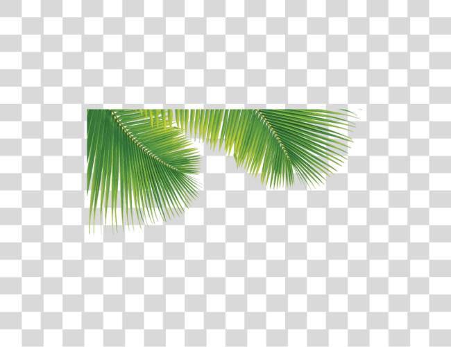 Download Palm Trees hojas Palm Tree hojas Pngs Clip arte