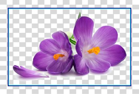 تحميل أرجواني زهور صورة أفريقي Violet Violet زهرة رسم بي ان جي ملف