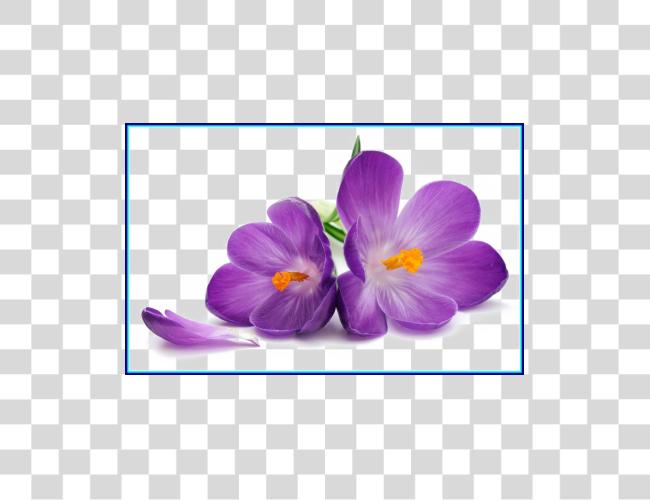 Download Purple Flowers Image African Violet Violet Flower Drawing Clip Art