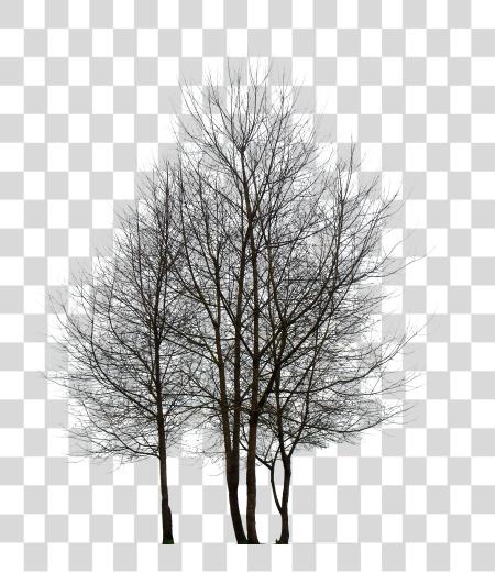 Download Tree negro y blanco múltiples Trees Drawings PNG file