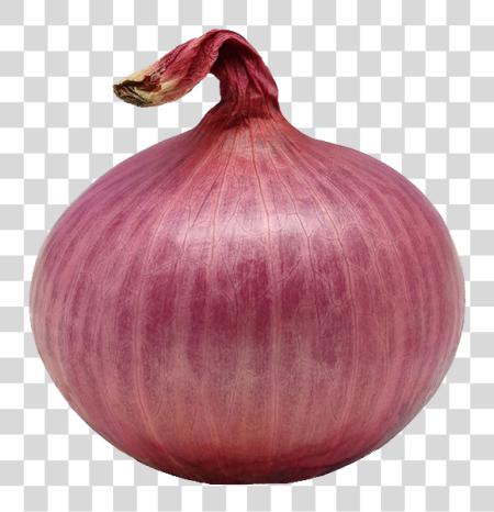 下载 Single Onion Image Single Onion PNG file