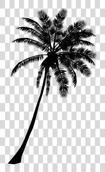 下载 Palm Tree 橫幅 黑色 和 白色 Palm Tree Silhouette PNG file