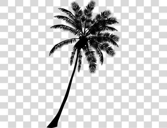 Download Palm Tree pancarta negro y blanco Palm Tree silueta Clip arte