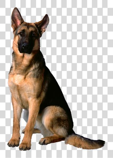 Download German Shepherd Adult Male German Shepherd Dogs PNG file