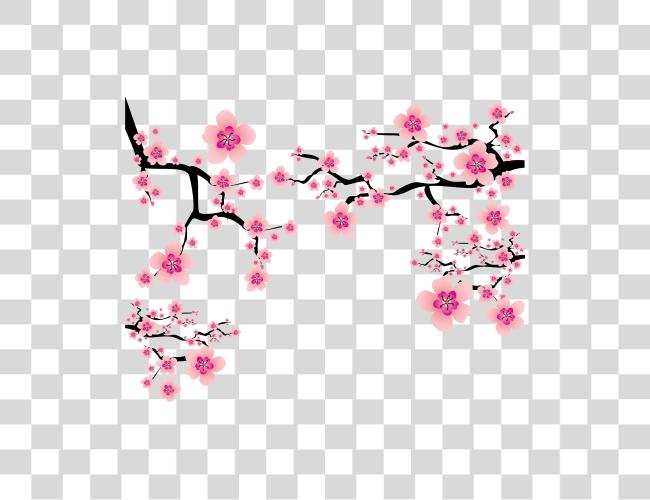 Download Sakura Blossom Plum Flower Cherry Blossom Clip Art