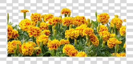 下载 mq 黄色 花 flowers border Genda 花 Tree PNG file