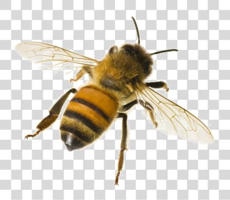 Download Bee With White PNG file