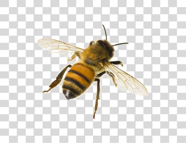 Download abeja con blanco Clip arte