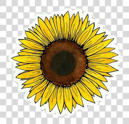 تحميل أصفر زهرة Clipart Tumblr جمالية Sunflower Sticker بي ان جي ملف