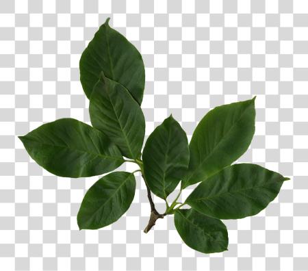 Download Magnolia Leaves Photo Magnolia Leaves PNG file