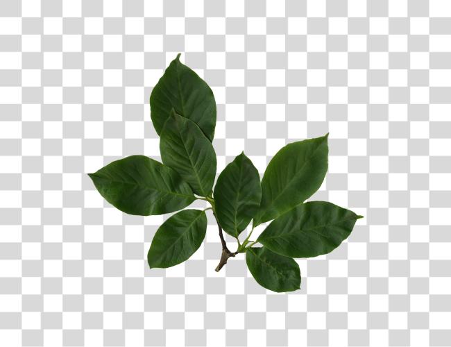 Download Magnolia Leaves Photo Magnolia Leaves Clip Art