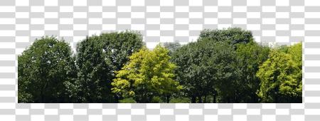 Download Trees Group Of Trees PNG file