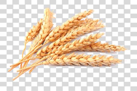 下载 Wheat PNG file