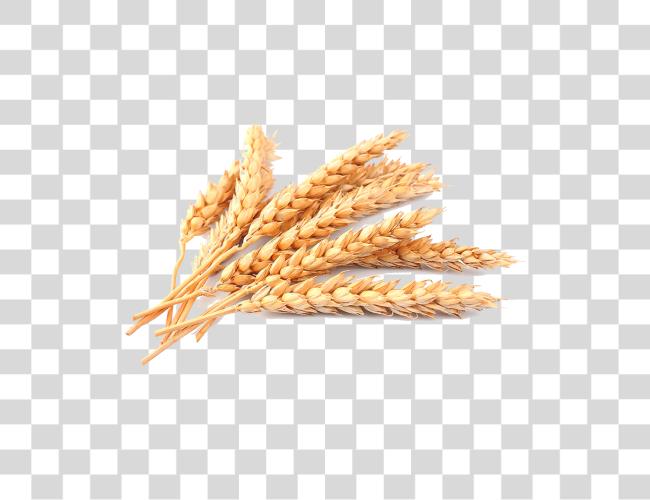 Download Wheat Clip Art