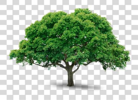 تحميل شجرة Trees بي ان جي ملف