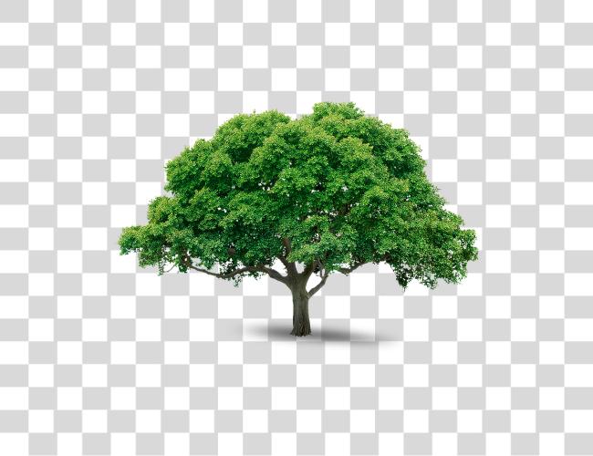 تحميل شجرة Trees مقطوعة فن