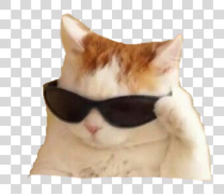 Download memes cat PNG file