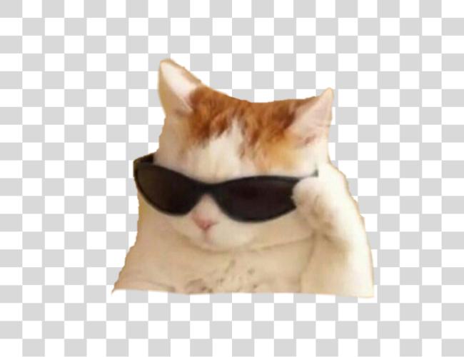 Download memes cat Clip Art