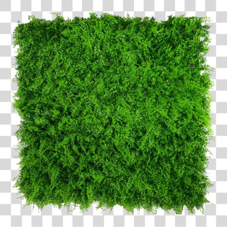 Download Green Wall Artificial Vertical Garden Wall PNG file