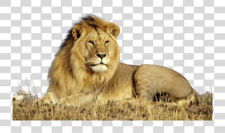 تحميل Lion Lion الى Photoshop بي ان جي ملف