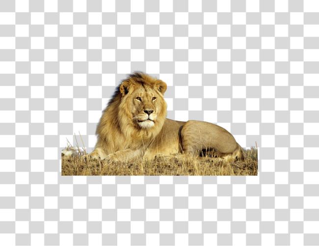 Download Lion Lion para Photoshop Clip arte