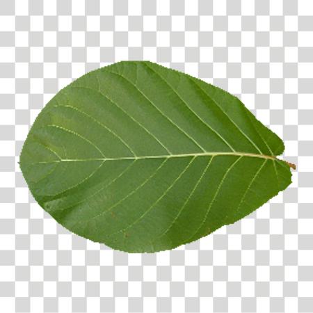 Download Leaf Texture Leaf Texture 1024 PNG file