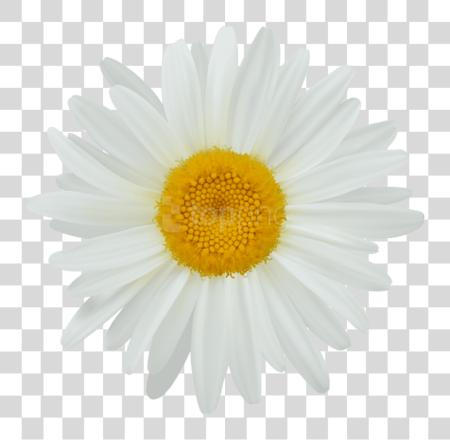 Download Cricket Daisy Daisies Illustrations blanco Daisy flor PNG file