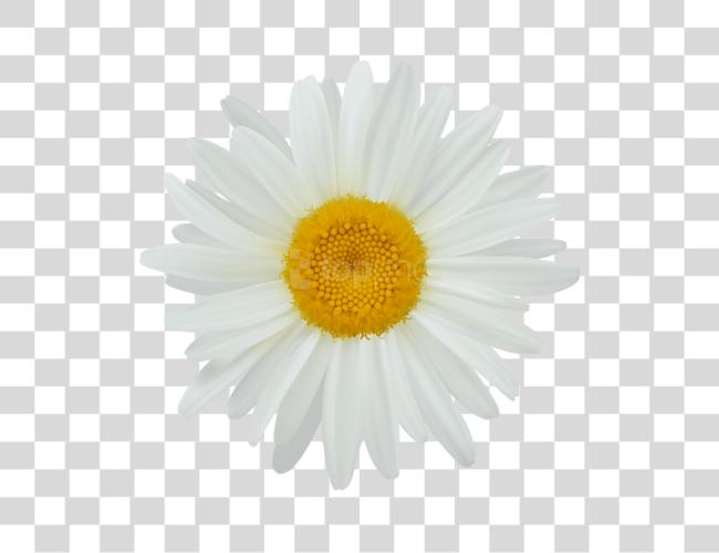 下载 Cricket Daisy Daisies Illustrations 白色 Daisy 花 Clip 艺术