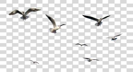 Download Birds Flying Bird Vectors And Psd Files Flying Bird Gif PNG file