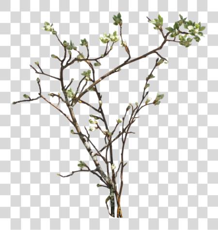 Download Branch Picture Bush Branch PNG file